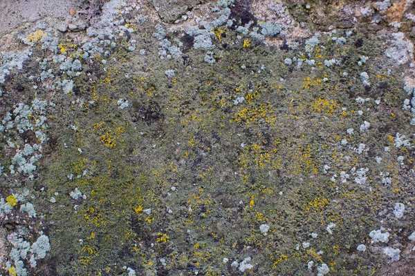 Moos auf der Steinmauer Stockfoto