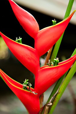 heliconia çiçekler