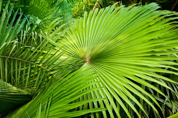 Folhas de palma macro verde folhas fundo — Fotografia de Stock