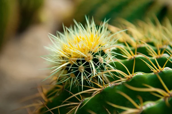 Featured image of post Plantas Espinhosas : Faça o download de impressionantes imagens gratuitas sobre planta espinhosa.