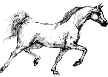 Ink line drawing of an Arabian horse
