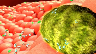 virüs, bakteri hücre