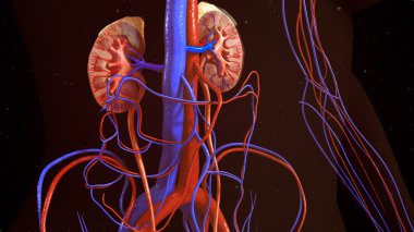 insan böbrek anatomisi