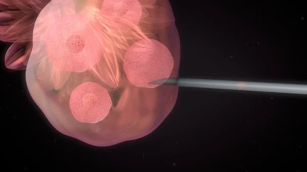 Оплодотворение женских яйцеклеток — стоковое фото