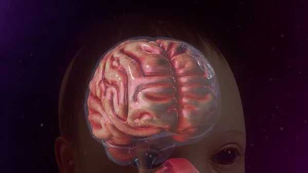 Child brain anatomy — Stock Photo, Image