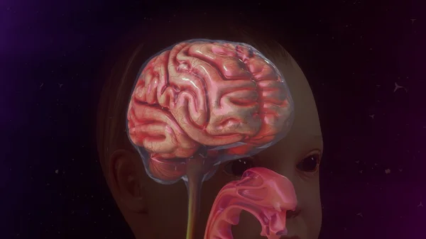 Anatomia do cérebro infantil — Fotografia de Stock