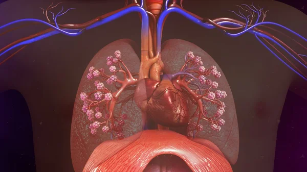 Pulmones humanos con corazón — Foto de Stock