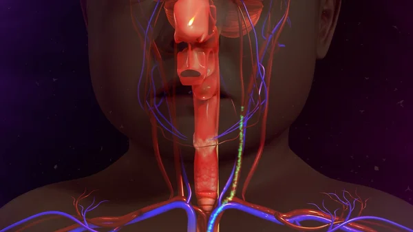 Anatomia do organismo infantil — Fotografia de Stock