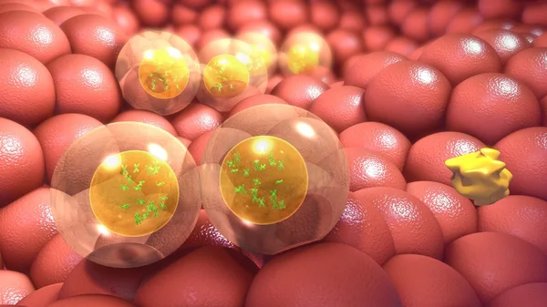 Nucleul celulelor organismului uman — Fotografie, imagine de stoc