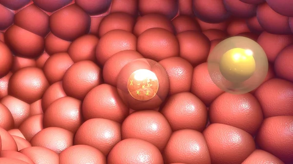 Núcleo de células do organismo humano — Fotografia de Stock