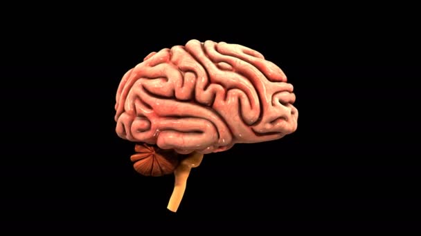 Anatomía del cerebro humano — Vídeo de stock
