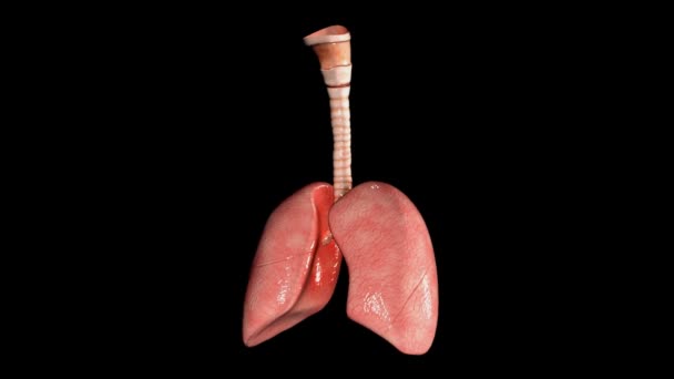 Anatomía pulmonar humana — Vídeos de Stock