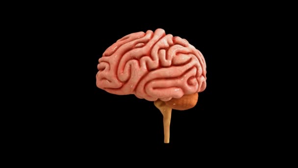 Anatomia Cerebral Humana — Vídeo de Stock