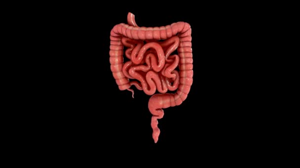 Intestinos humanos pequeños y grandes — Vídeo de stock