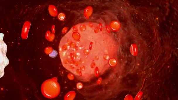 Flusso di sangue umano nei vasi sanguigni — Video Stock