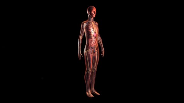 Menselijk organisme anatomie — Stockvideo