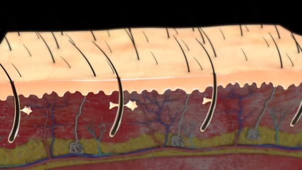 Anatomia das camadas da pele humana — Vídeo de Stock