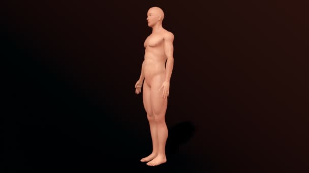 forme humaine corps concept médical 