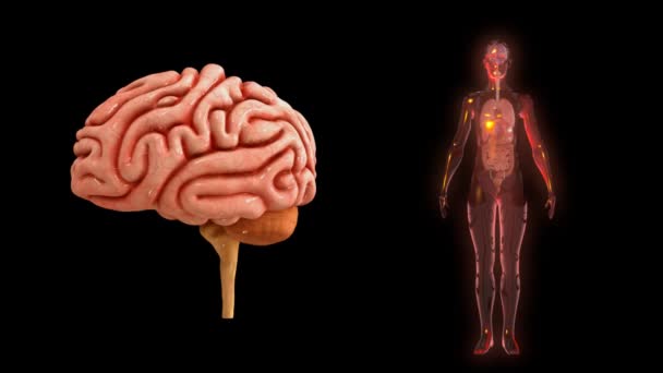 Анатомия мозга человека — стоковое видео