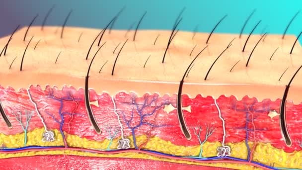 Anatomía de la piel humana — Vídeo de stock