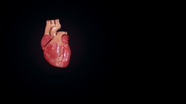 insan kalp anatomisi