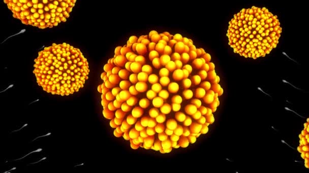 fécondation des ovules femelles 