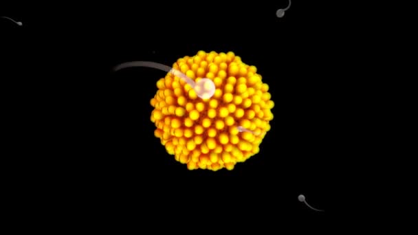 Female egg cell fertilization — Stock Video