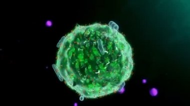 mast beyaz kan hücresi