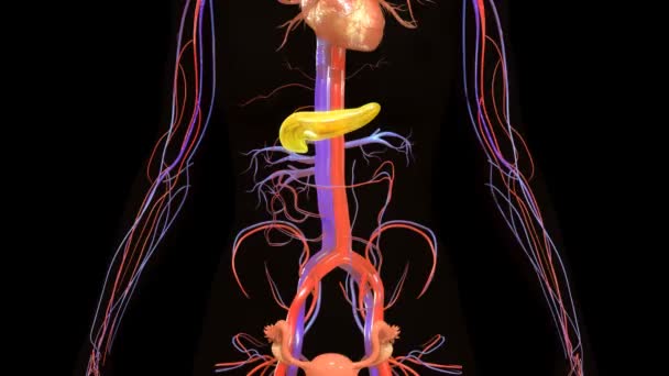 Narządy trzustki ludzkiej — Wideo stockowe
