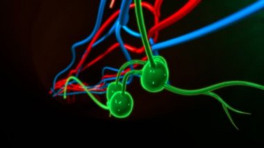 İnsan lenf düğümleri