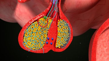 hipofiz bezi anatomisi