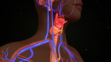 human thyroid gland. clipart