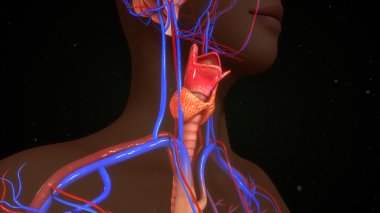 human thyroid gland. clipart
