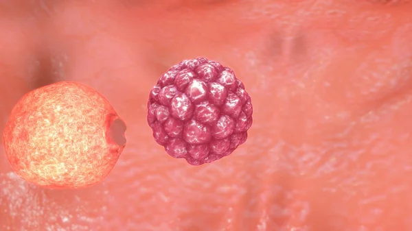 Blastocyst zona 부 화 — 스톡 사진