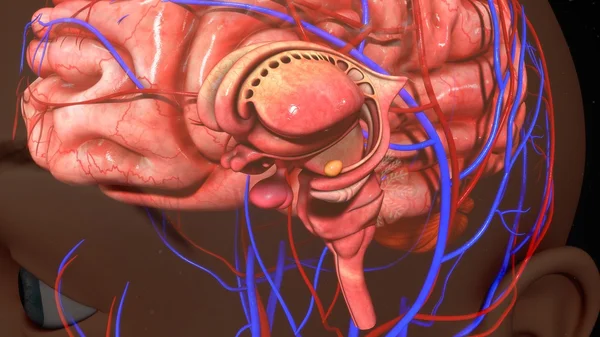 Emberi agy anatómia — Stock Fotó