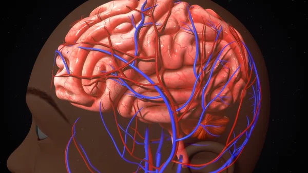 Anatomia mózgu człowieka — Zdjęcie stockowe