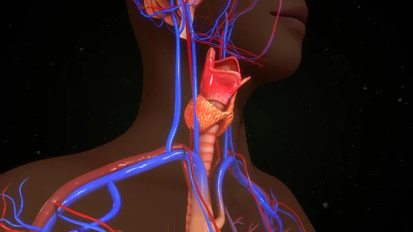 Human thyroid gland. — Stock Photo, Image