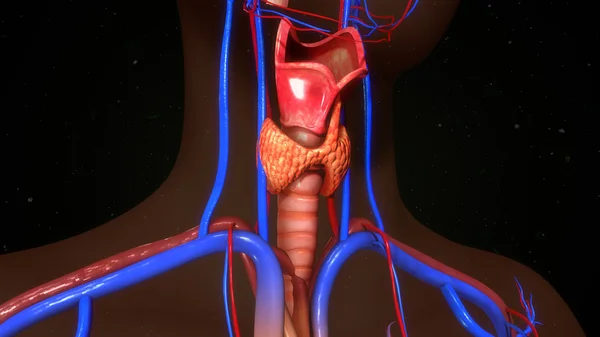 Human thyroid gland. — Stock Photo, Image