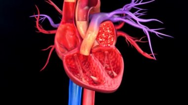 İnsan kalp anatomisi işleyişi