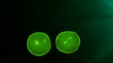 insan lenfosit T hücreleri