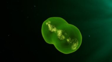 insan lenfosit T hücreleri