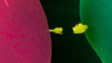 İnsan organizması bağışıklık yanıtı