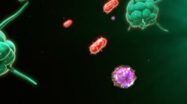 İnsan organizması bağışıklık yanıtı