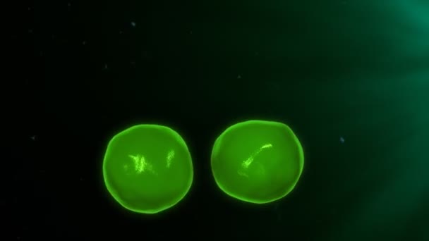 lymphocytes T humains 