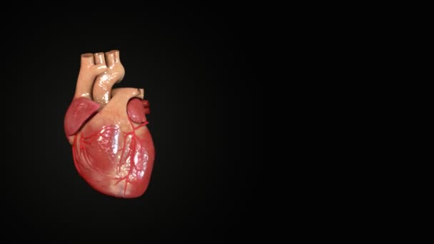Corazón humano pulsante — Vídeo de stock