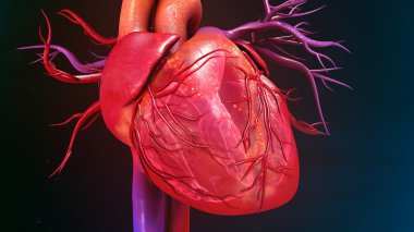 Human Heart anatomy clipart