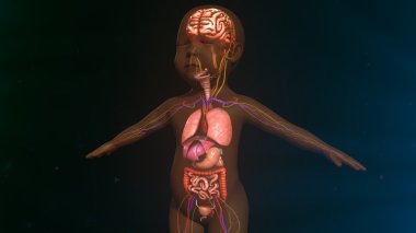 Bebek organizma anatomisi