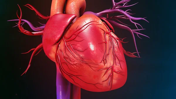 Anatomía del corazón humano — Foto de Stock