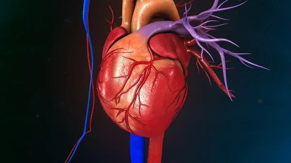 Анатомія людського серця — стокове фото