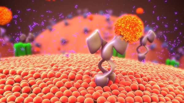 Клеточные мембранные рецепторы — стоковое фото